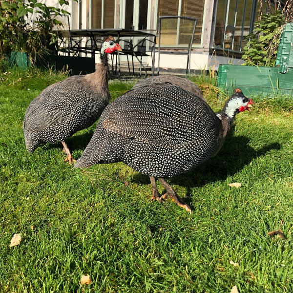 A photo of a pair of real guinea fowl taken in a garden
